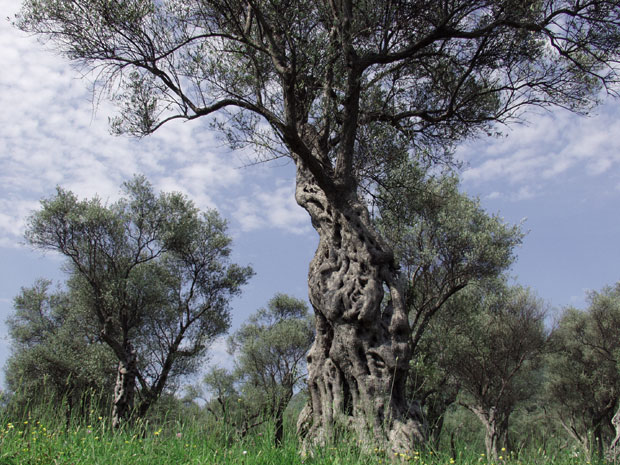 Хемикалије убијају мушице маслине